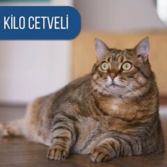 kedi-kilo-cetveli-ideal-kedi-kilosu-nasil-anlasilir
