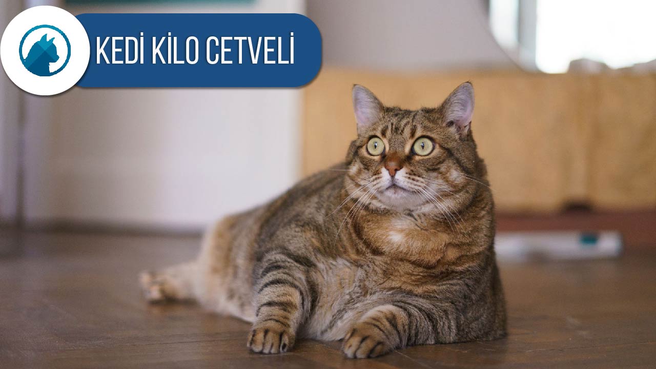 Kedi Kilo Cetveli Kedilerin Ideal Kilosu Nasil Anlasilir