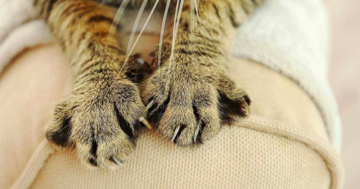 kediler neden masaj yapar ne anlama gelir kedi rehberi