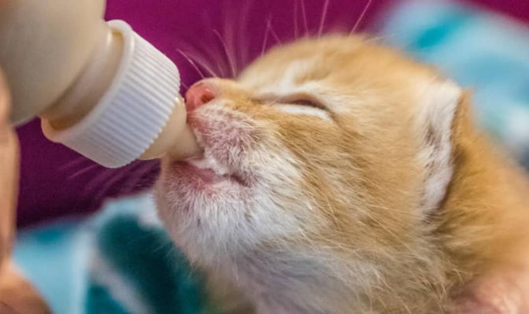 Yavru Kedi Biberonla Nasıl Beslenir