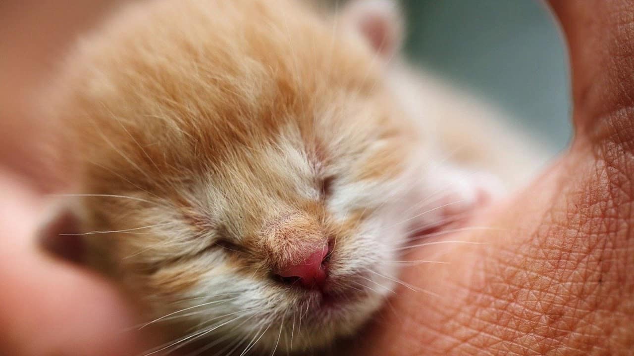 Yeni Doğmuş Kedi Nasıl Beslenir