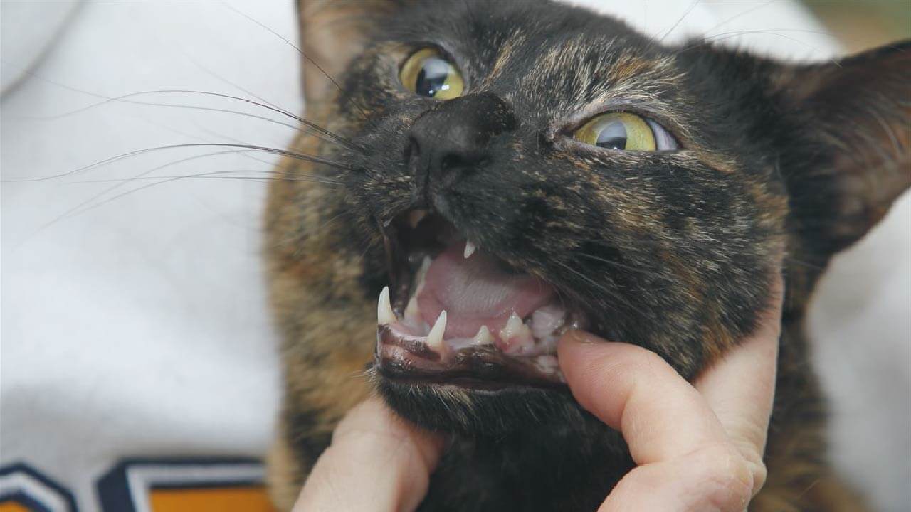 Kedilerde Ağız ve Diş Sorunları İştahsızlığa Yol Açabilir
