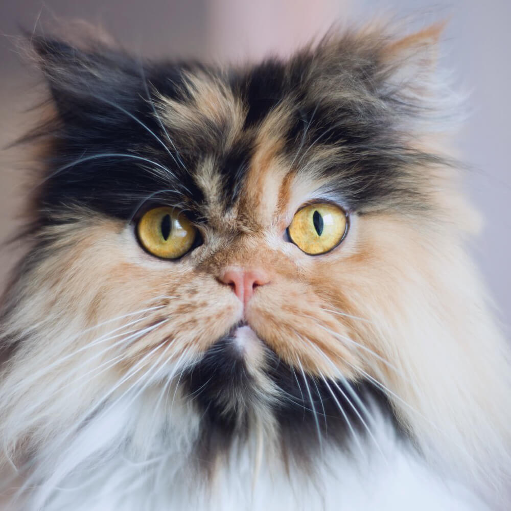 Персидская кошка Калико