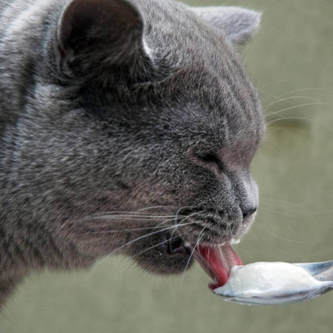 Kedilere Yoğurt Verilir Mi?