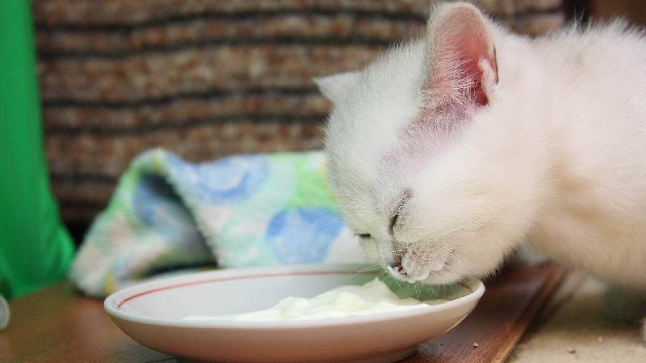 Yavru Kediler Yoğurt Yer Mi?
