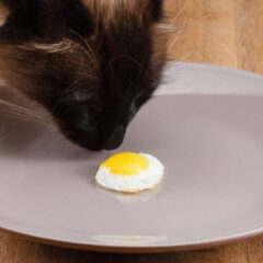 Kediler Yumurta Yer Mi?