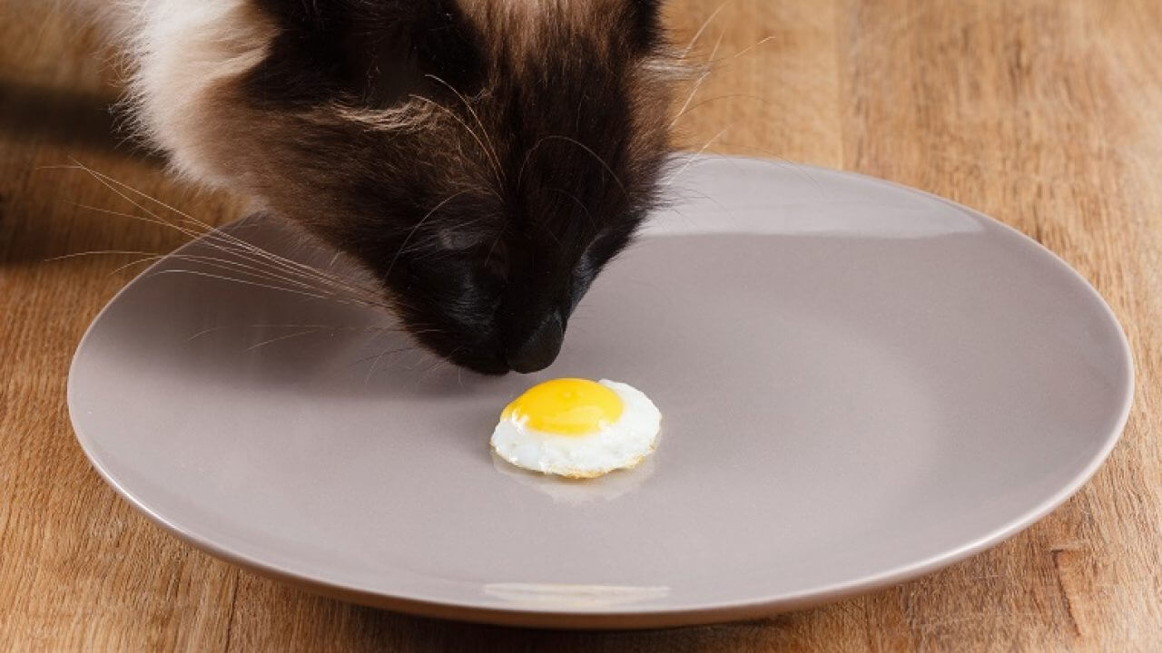 Kediler Yumurta Yer Mi Ne Siklikla Verilmeli Kedi Rehberi