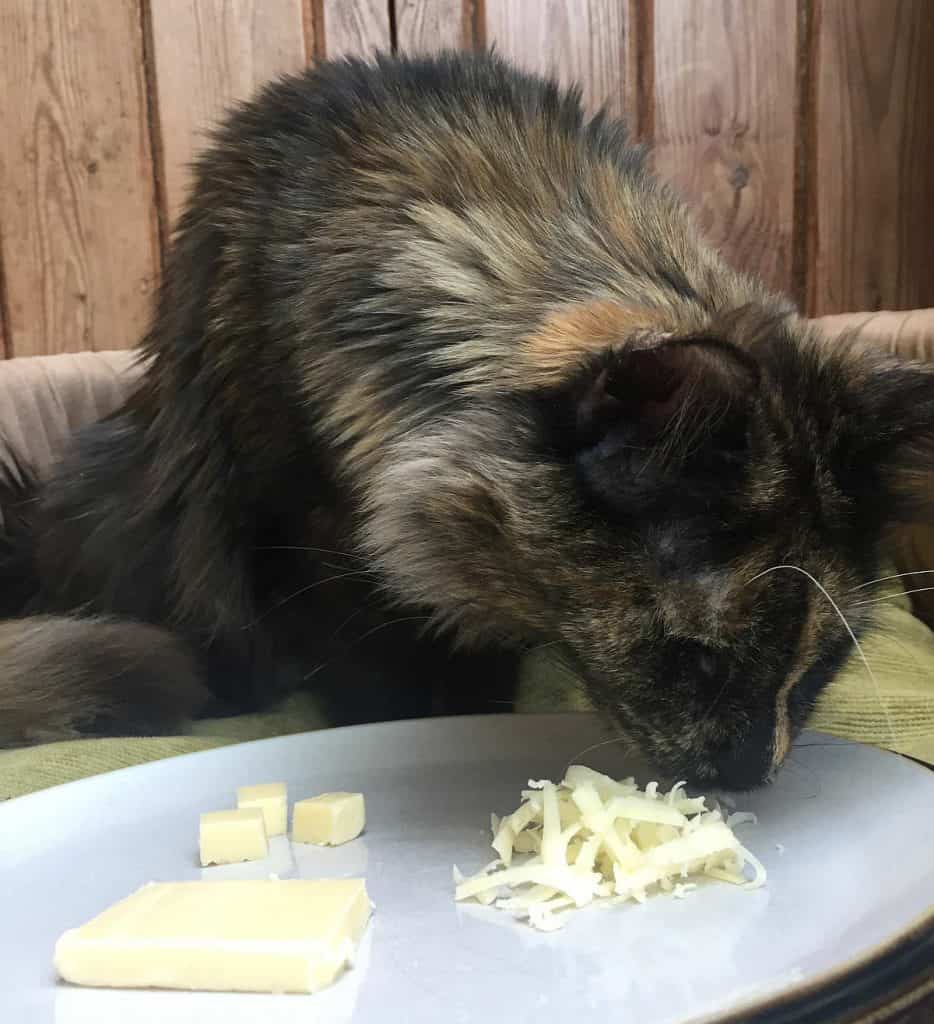 Kediye Peynir Verilir Mi?