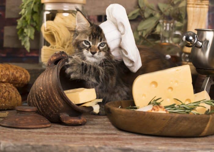 Yavru Kedi Peynir Yer Mi?