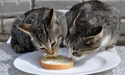 Kediler Ekmek Yer Mi?