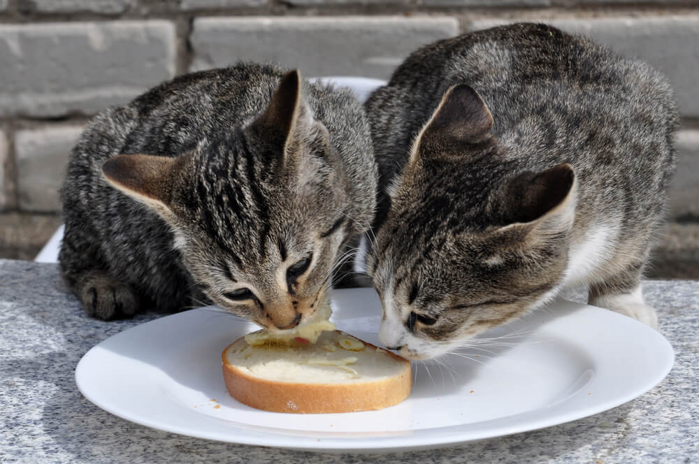 Kediler Ekmek Yer Mi?