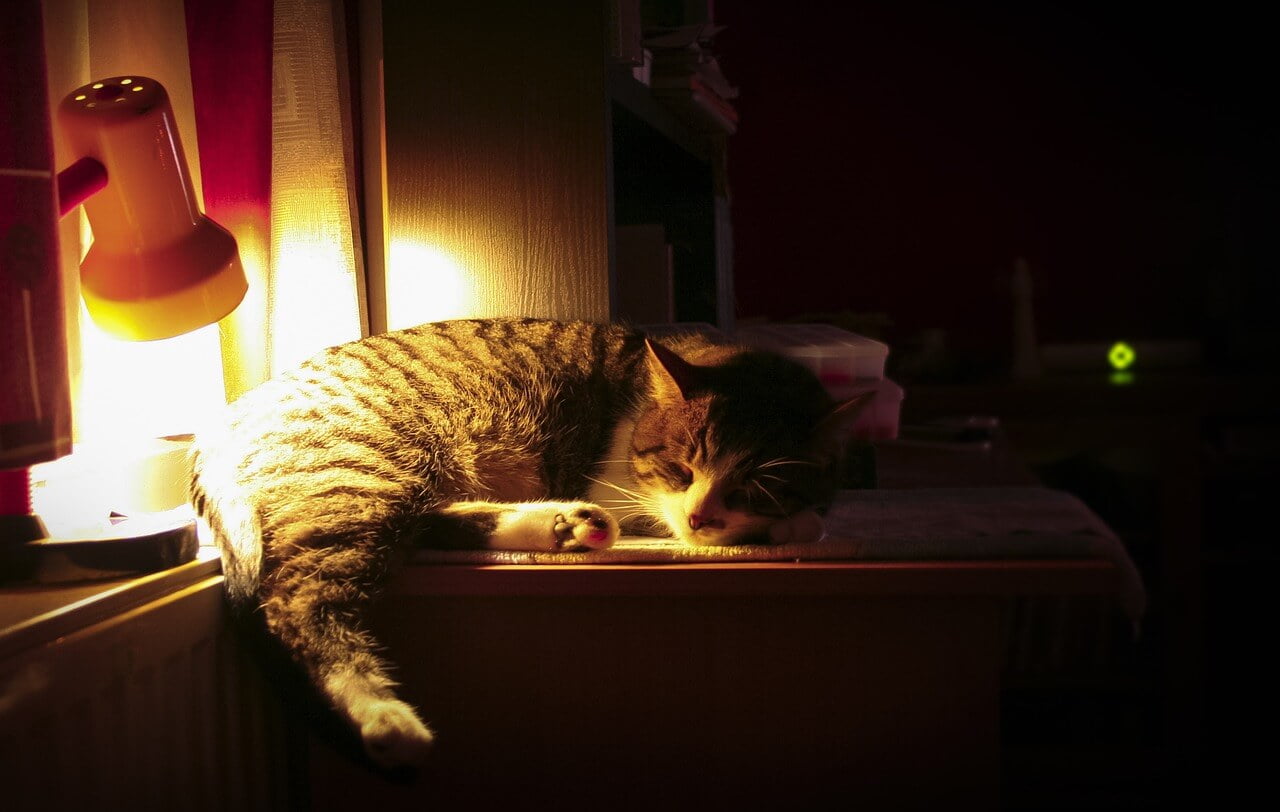 Kediler Gece Nasıl Uyutulur?