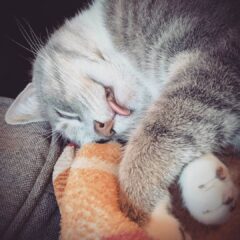Kediler Neden Dili Dışarda Uyur?