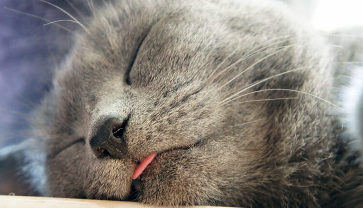 Kediler Uyurken Neden Dil Çıkarır?