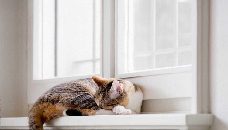 Kediler Nerede Uyumayı Sever?