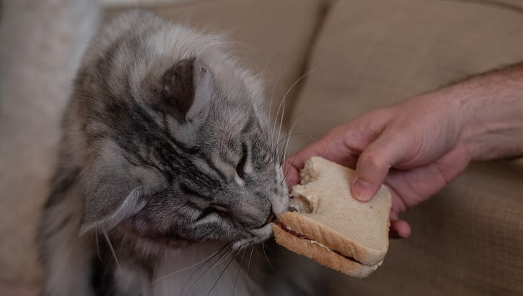 Kedilere Ekmek Verilir Mi?