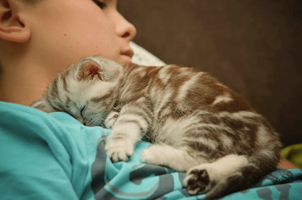 Kediler Neden Sahipleriyle Uyur Kedi Rehberi