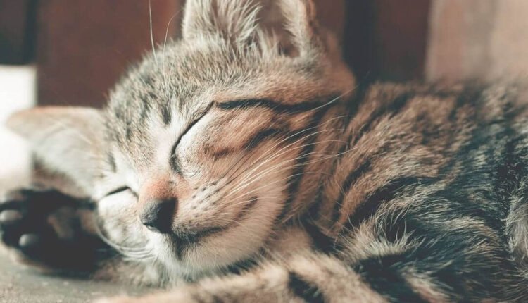 Yavru Kediler Kaç Saat Uyur?