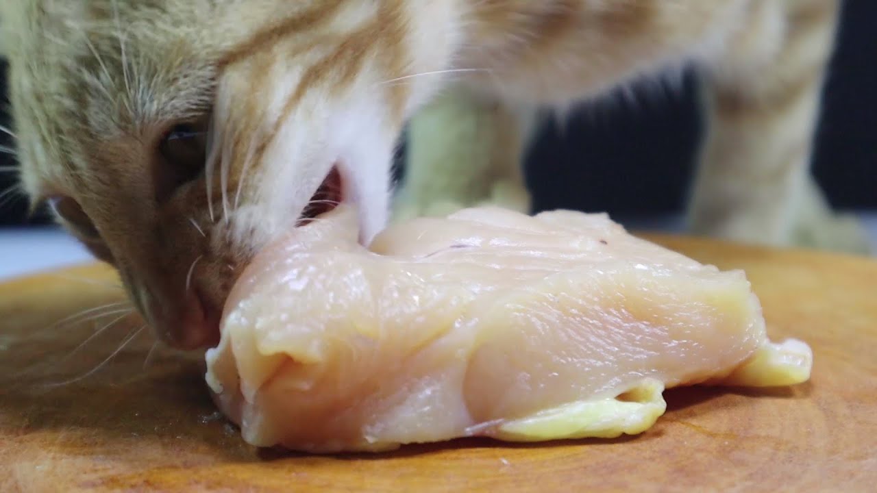 Kediler Çiğ Tavuk Yer Mi?