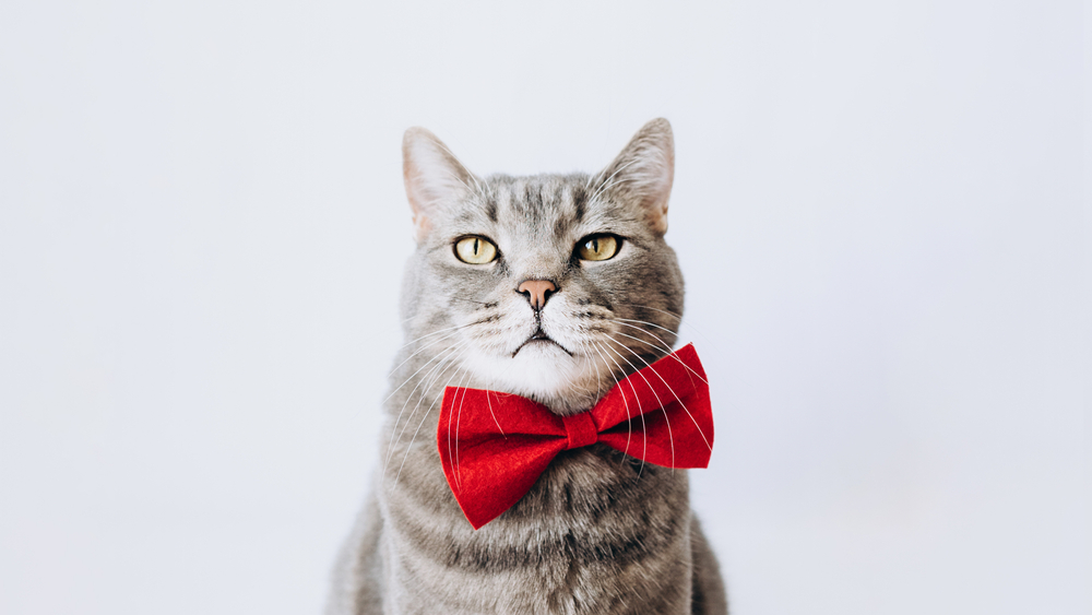 turkce ve yabanci en guzel disi ve erkek kedi isimleri yuzlerce isim kedi rehberi