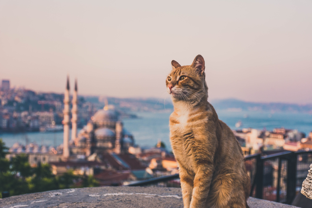 turkce-kedi-isimleri.jpg