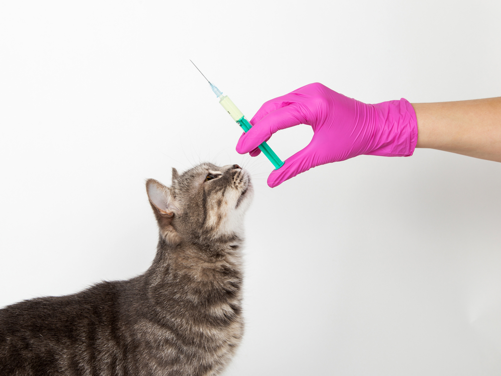 Kedi Aşıları Nelerdir?