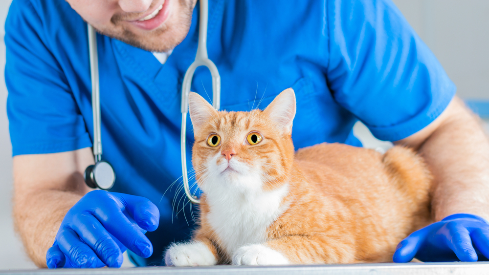 Kedi Aşısı Öncesi Dikkat Edilmesi Gerekenler