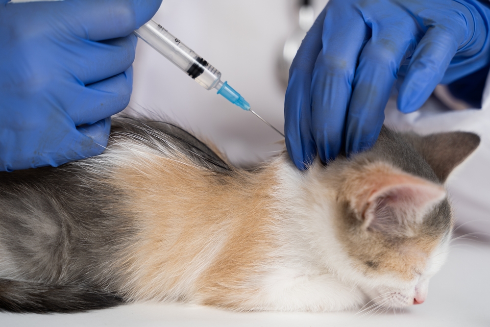 Kedi Gençlik Hastalığı Aşısı