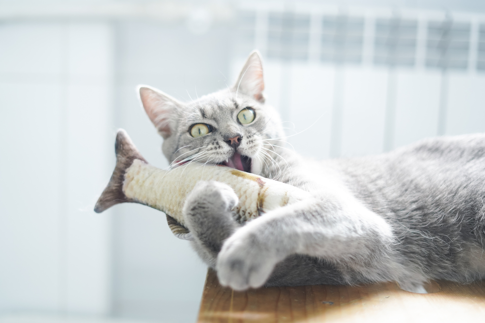 Kedilerde Düzensiz Beslenme Sonucu Tüy Dökülmesi