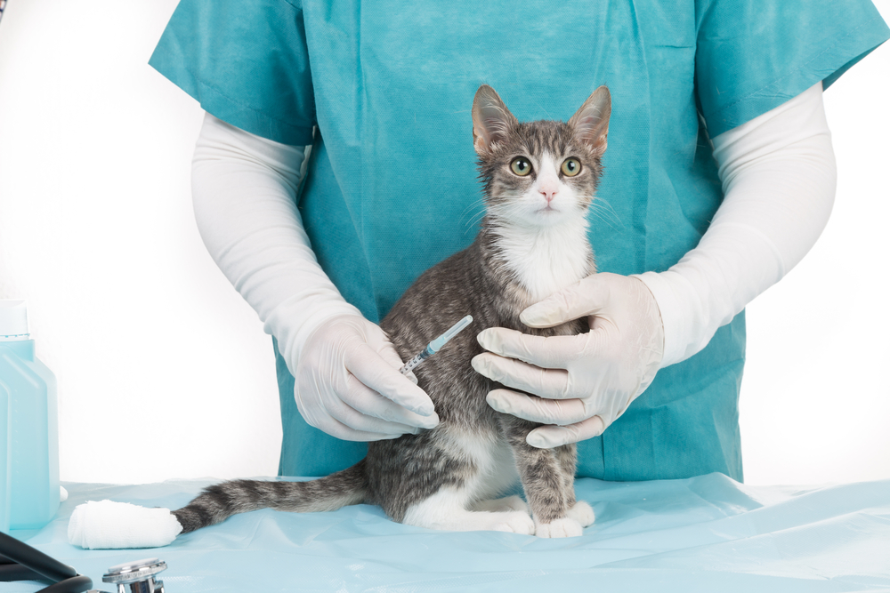 Kedi gribi nasıl tedavi edilir?