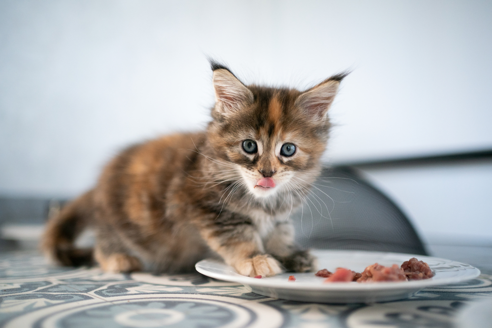Yavru Kediler İçin Zararlı Besinler Nelerdir?