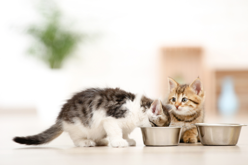 Yavru Kediler Nasıl Beslenir?