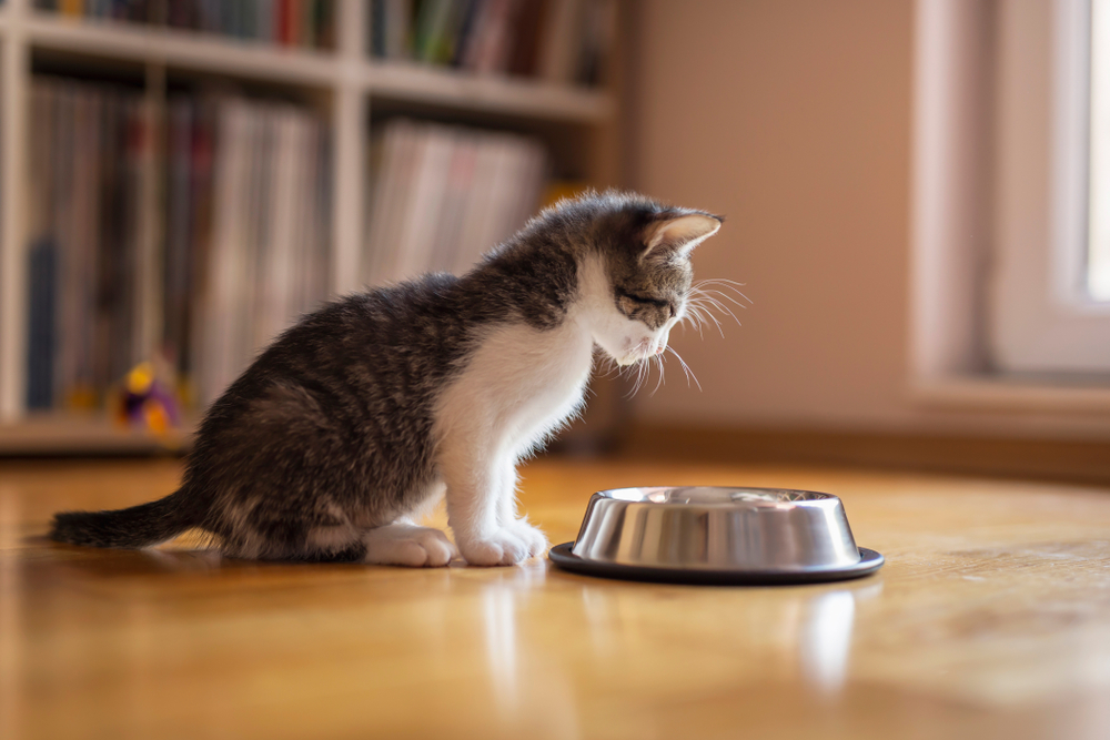 Yavru Kedilerin Beslenme Düzeni