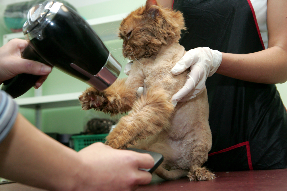 Kedi tıraşı öncesi yapılması gereken hazırlıklar