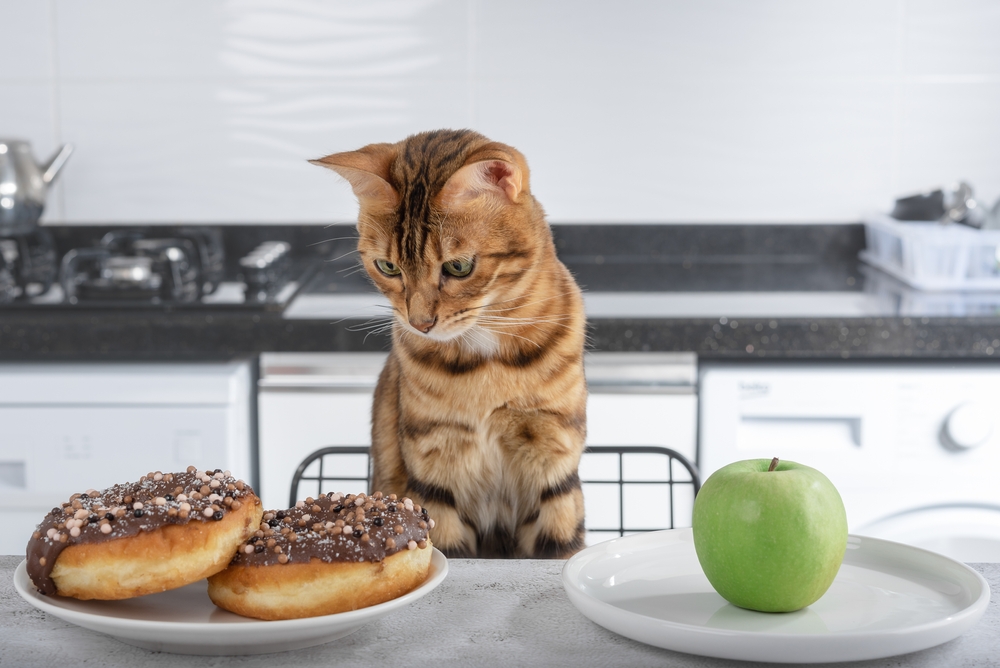 Kediler için zararlı gıdalar nelerdir?