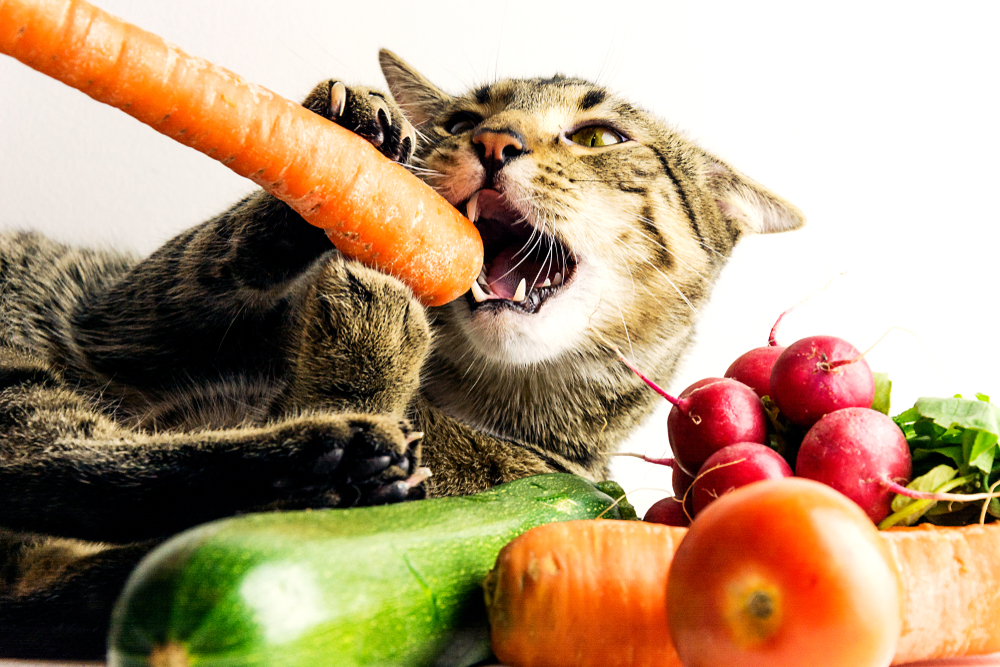 Kedilerde beslenme nasıl olmalıdır?
