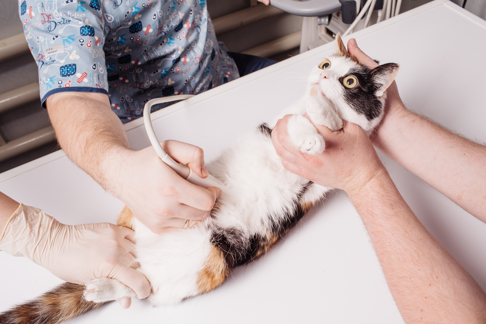 Hamile olduğuna şüphelenilen kedi kısırlaştırılır mı?