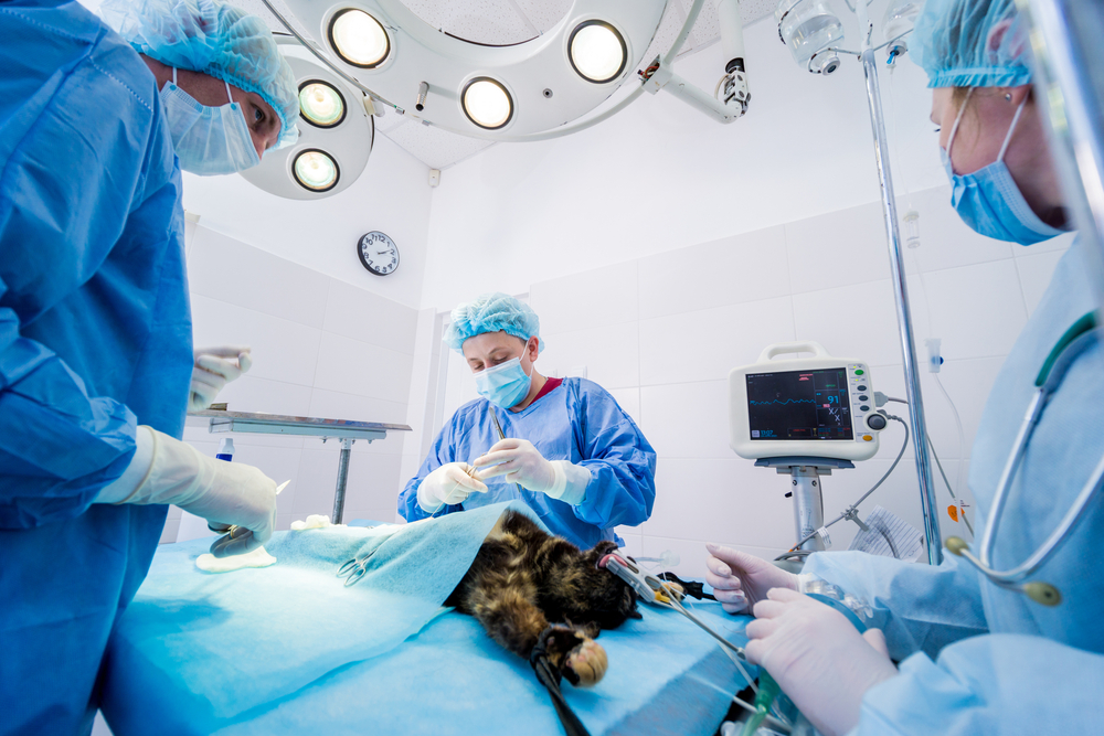 Kedi kısırlaştırma ameliyatı nasıl yapılır?
