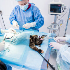 Kedilerde Kısırlaştırma Ameliyatı