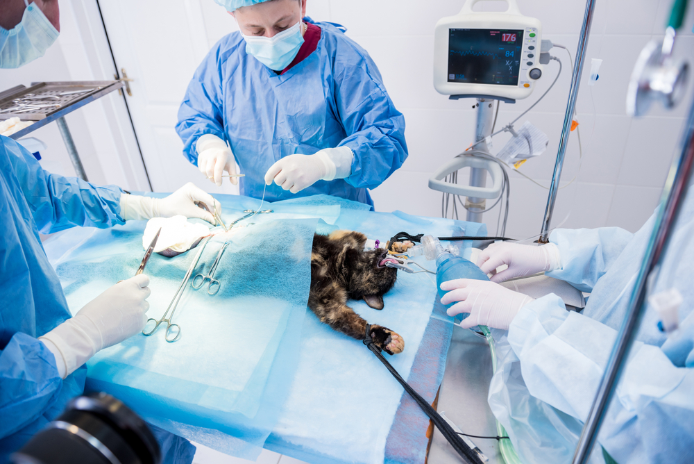 Kedilerde Kısırlaştırma Ameliyatı