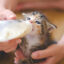 Yeni Doğan Yavru Kediler Nasıl Beslenir?