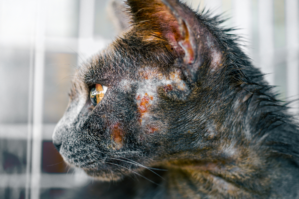 Kedilerde Mantar Enfeksiyonu Hastalıkları