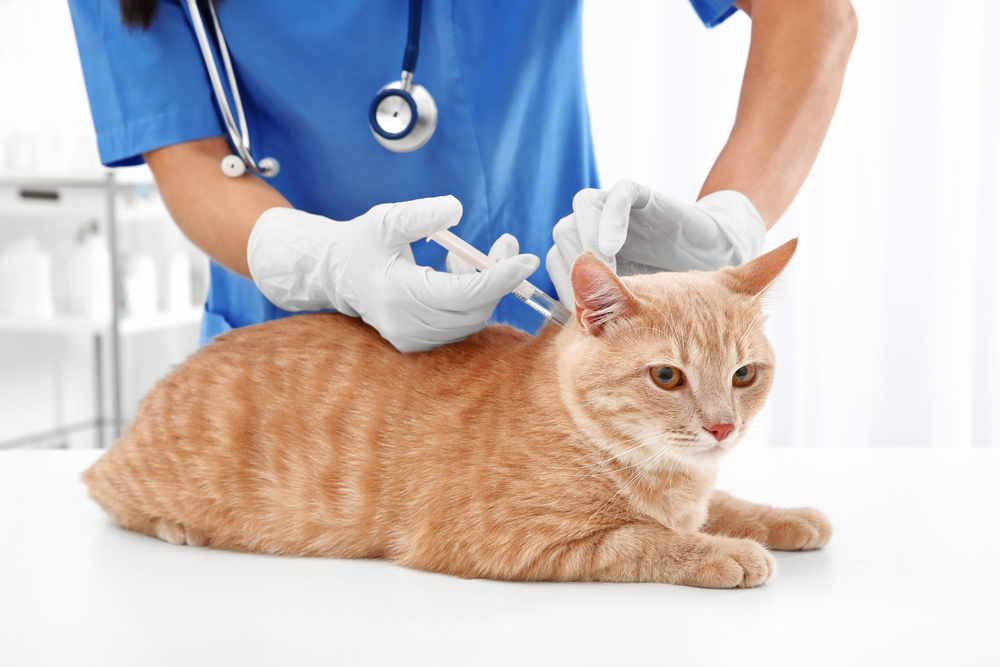 Kedilerde Aşı Sonrası Dikkat Edilmesi Gerekenler
